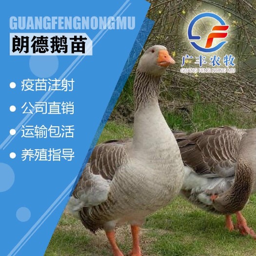 南宁鹅苗 朗德鹅苗 雁鹅苗 包打疫苗 假一赔十