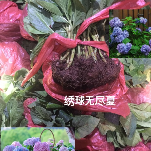 昆明无尽夏绣球  成活95%