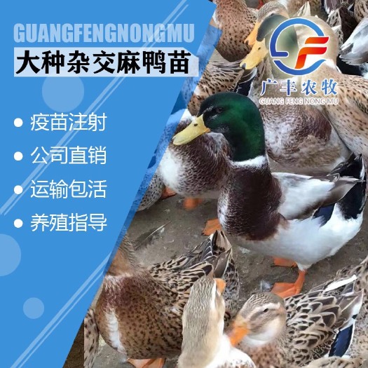 南宁大种杂交鸭苗  麻鸭苗 桂柳麻鸭苗 厂家直销 包打疫苗