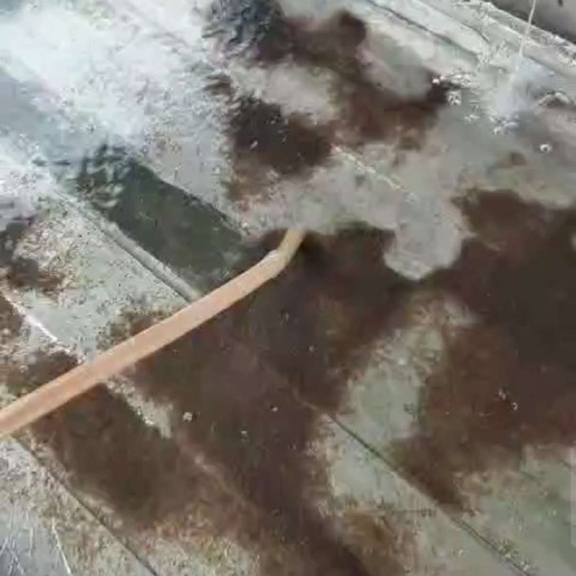 佛山 三黄塘鲺  杂交三黄塘角鱼