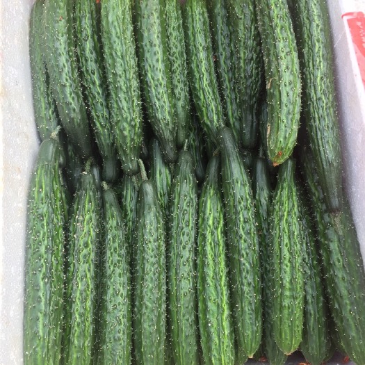 信丰县油亮密刺黄瓜 15~25cm