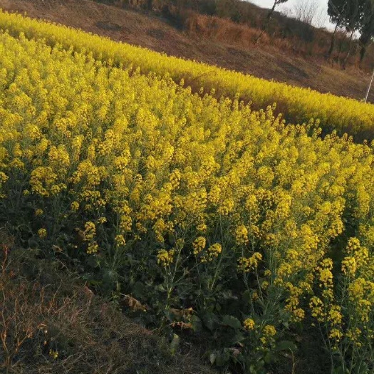 威远县油菜蜜 天然油菜花蜜