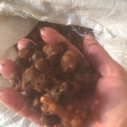万载县自产自销，干货用再低的价格打开销路，正品。重点推广夏天无，量