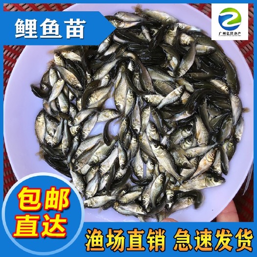 鲤鱼苗 建鲤鱼苗 放生鲤鱼苗 纯种快大 包邮送货