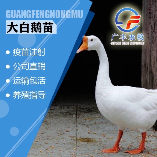 南宁 大白鹅苗 厂家直销 包打疫苗