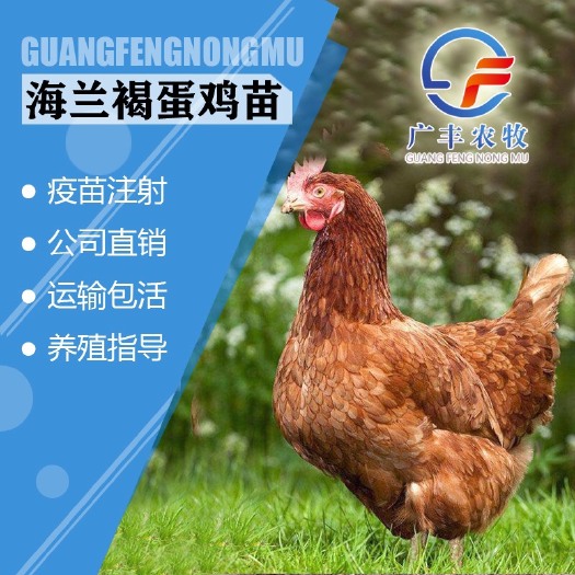 南宁 海兰褐蛋鸡苗 高产蛋鸡苗 优良品种 包打疫苗