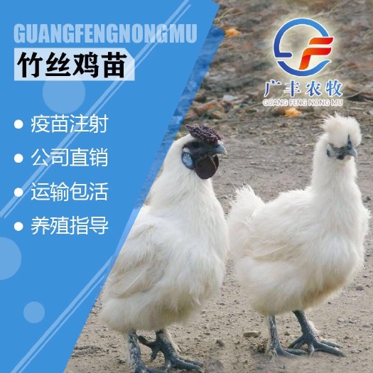 南宁 乌骨鸡苗 竹丝鸡苗 品质优良 包打疫苗