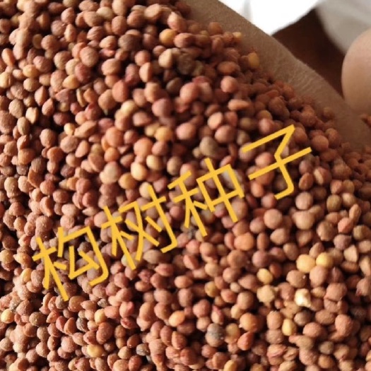 基地精选构树种子价格及种植方法