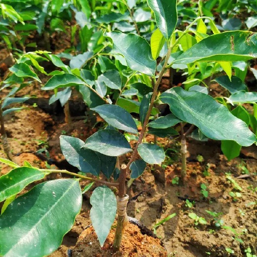 广州沉香苗  优质椅楠苗，带泥杯快递，成活率99%