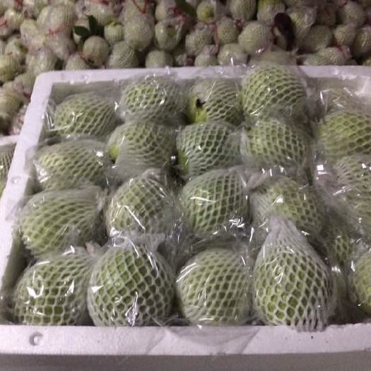 化州市白心番石榴 250-300克