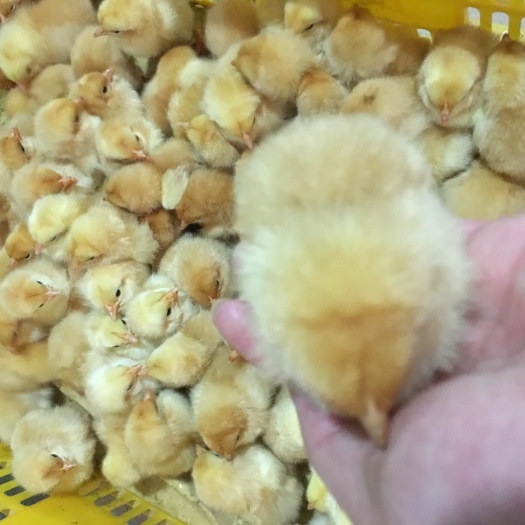 南宁 三黄鸡苗