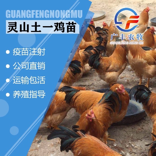 南宁灵山土鸡  灵山土一鸡苗 品质优良 包打疫苗