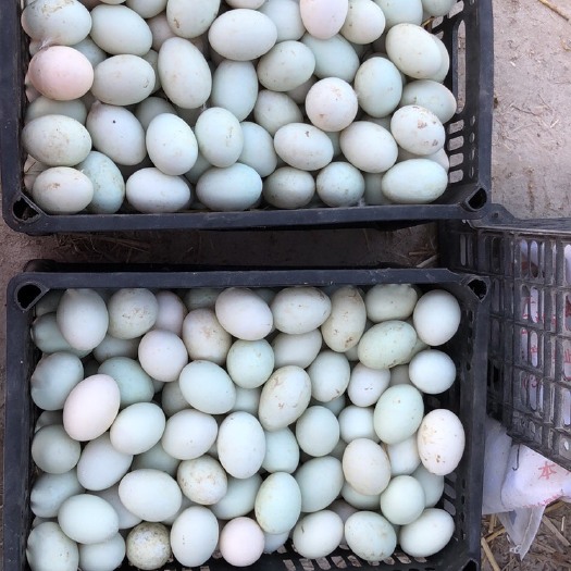 西华县 新鲜鸭蛋