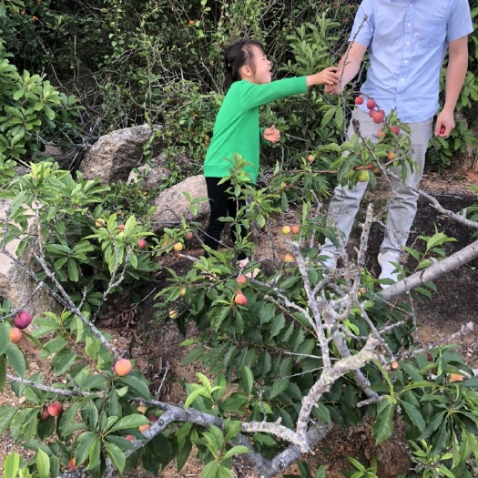 漳浦县 孕妇大众都适合：福建 漳州 漳浦 当季李子  酸脆爽