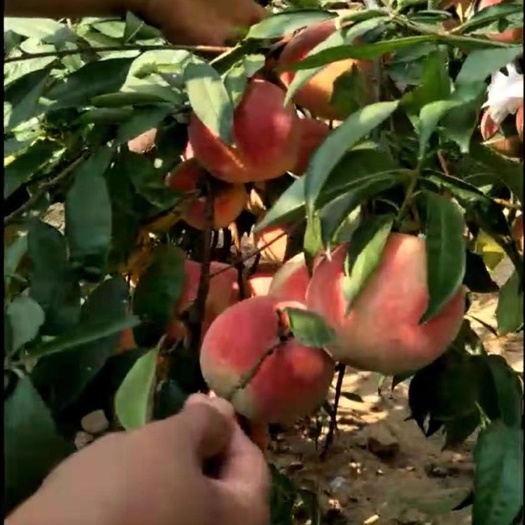 平邑县 沂蒙霜红桃树苗映霜红桃树苗冬桃树苗南北方种植当年结果