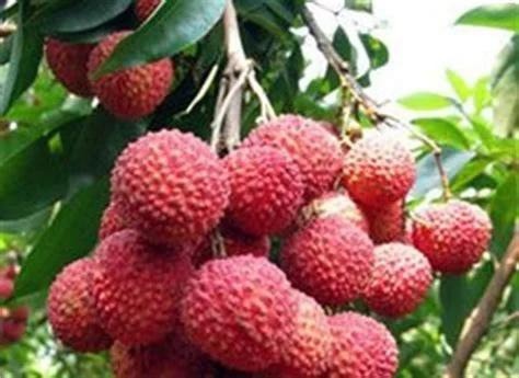 东莞市 供应 桂味 糯米糍荔枝