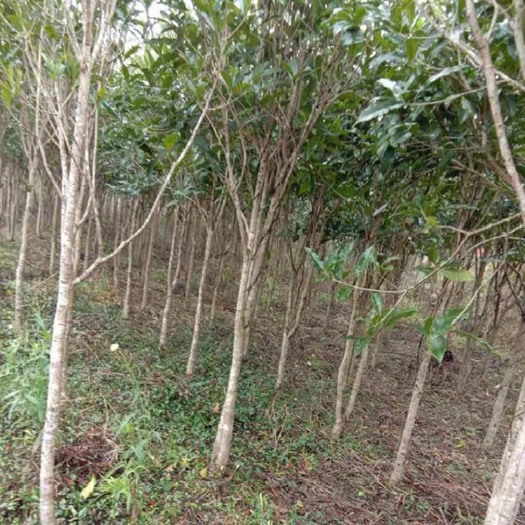 广州四季桂 有贵花1000棵左右，4只手指左右大，开白花，3米高，。