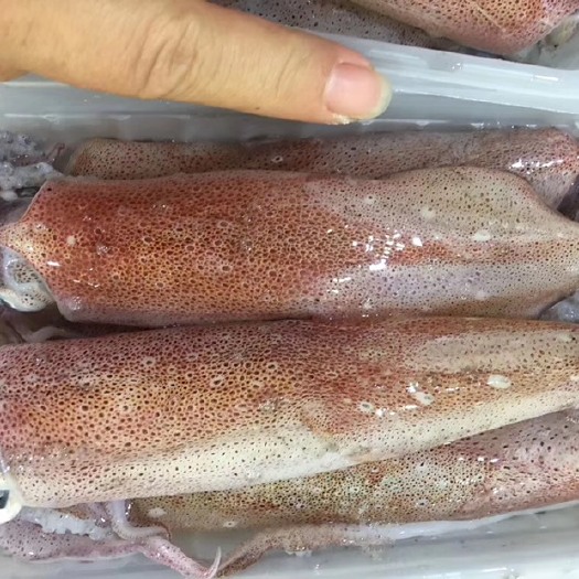 东山县 带籽鱿鱼 母管 海兔  一盒400克