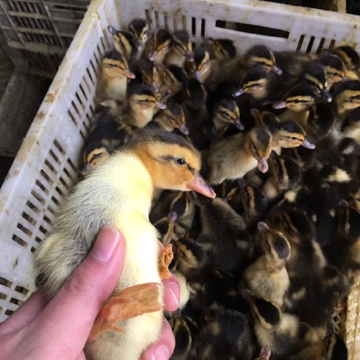 南宁麻鸭苗  青头鸭苗