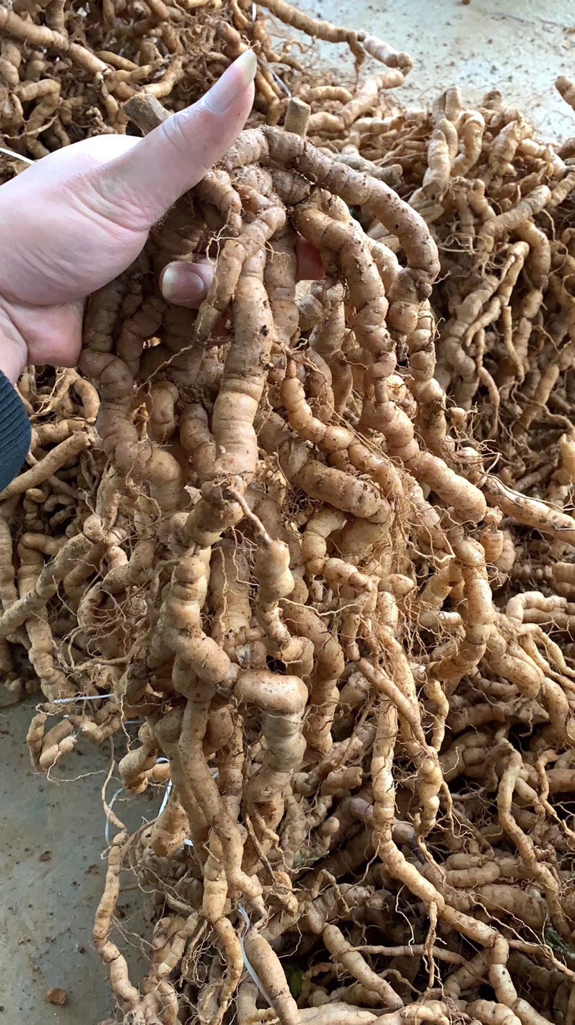新鲜巴戟天鸡肠薯大量供应