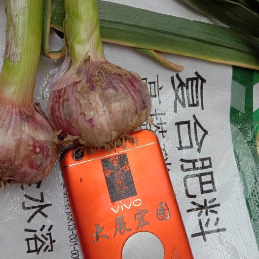 沁阳市大蒜