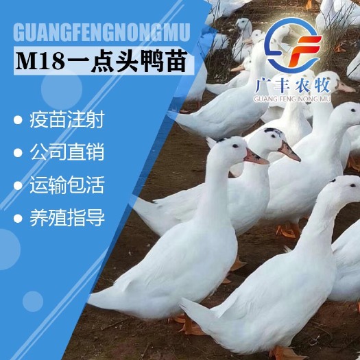 南宁一点头鸭苗 南宁螺鸭 M18 一点头 半番鸭 厂家直销 包打疫苗 运输包