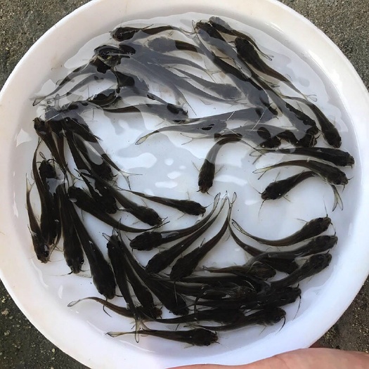 广州 叉尾鱼苗  斑点叉尾鮰鱼苗 鱼苗批发出售