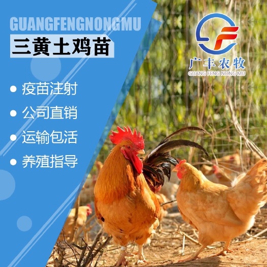 南宁 三黄鸡苗 品种优良 价格实惠 包疫苗 包技术指导 全国发货
