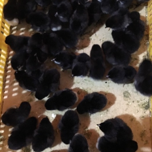 南宁 黑土鸡苗