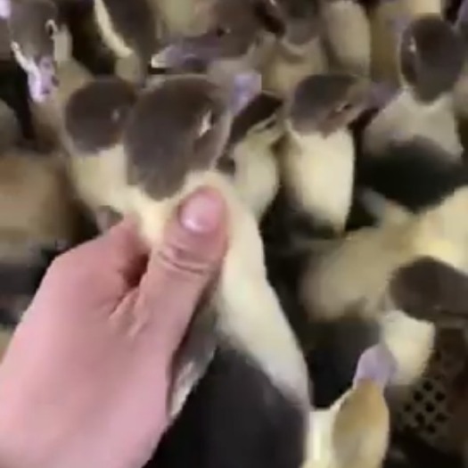 南宁 黑番鸭苗