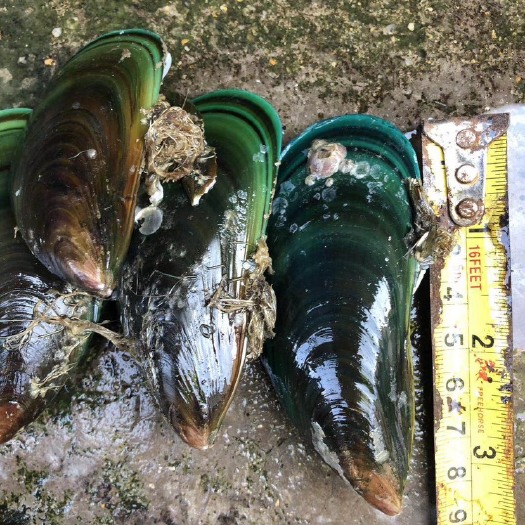台山市翡翠贻贝 鲜活水产