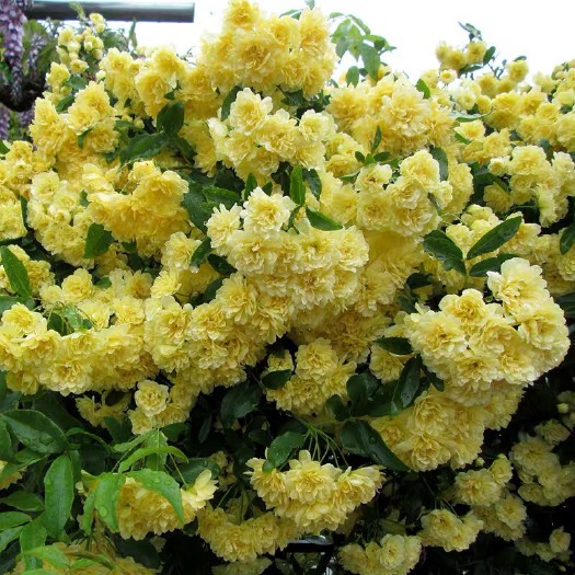 黄色木香花苗爬藤植物浓香红木香花苗庭院花卉盆栽黄白色木香苗