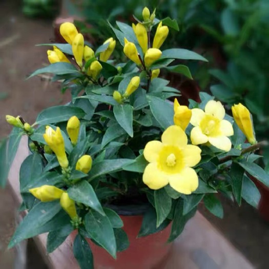 宁海县金钩吻 四季长青绿植花卉盆栽 法国香水茉莉花苗 黄茉莉爬藤植物耐