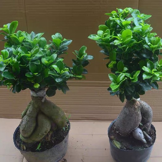 宁海县人参榕树盆景  小榕树盆栽小盆景榕树造型盆景室内绿植四季常青绿植