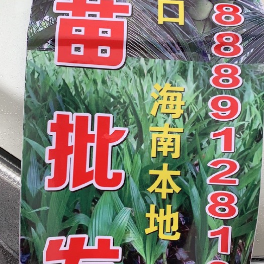 文昌市椰子苗