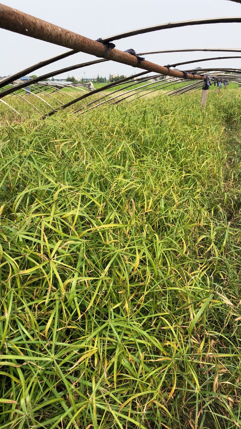 大吴风草 常年供应水生植物