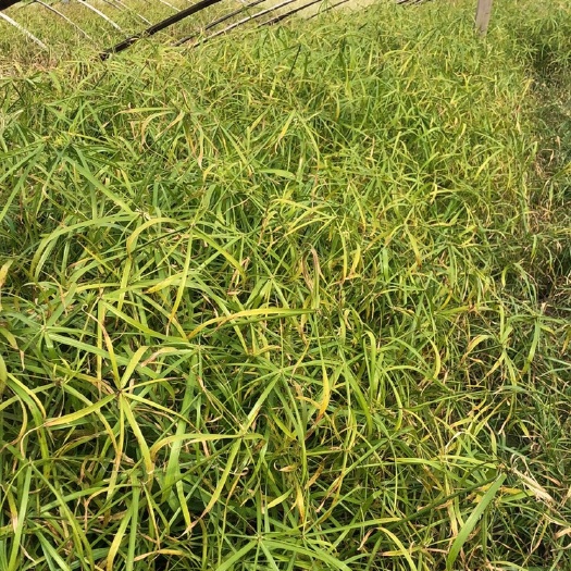 杭州大吴风草 常年供应水生植物