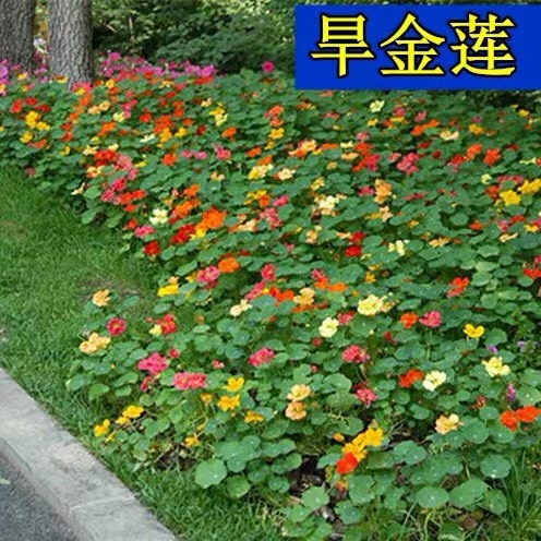 杭州旱金莲种子 荷花种子四季易种室内阳台盆栽花卉花籽四季易种