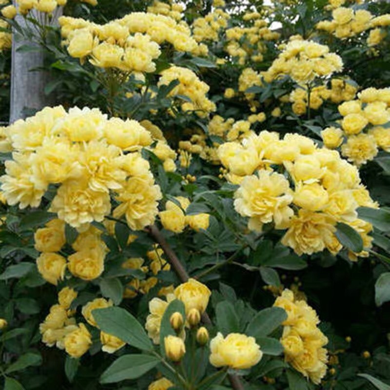 黄色木香花苗爬藤植物浓香红木香花苗庭院花卉盆栽黄白色木香苗