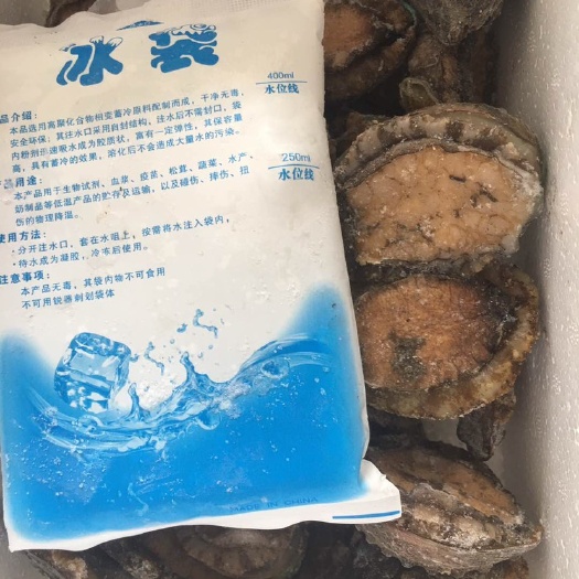 漳浦县九孔鲍 人工养殖 冷冻水产
