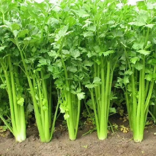 寿光市法国皇后芹菜苗