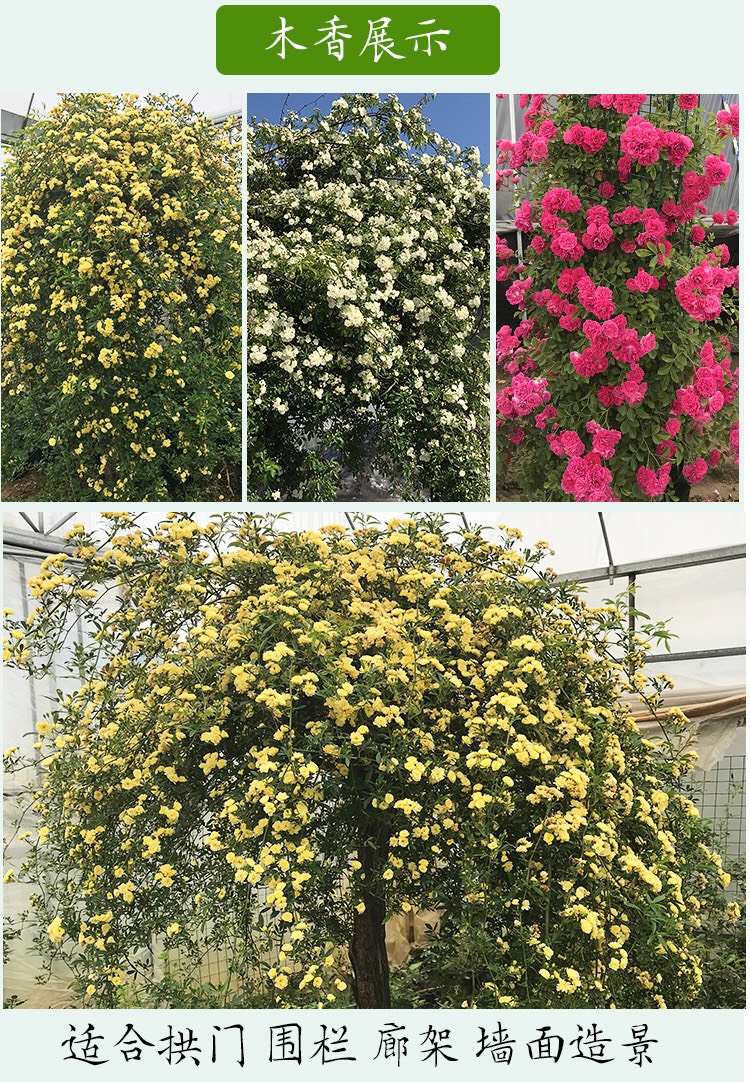 黄色木香花苗爬藤植物浓香红木香花苗庭院花卉盆栽黄白色木香苗