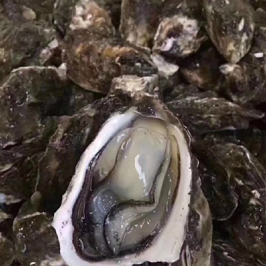 饶平县汫洲大蚝 蚝乡直发生蚝，全壳，半壳，蚝肉，物优价廉！