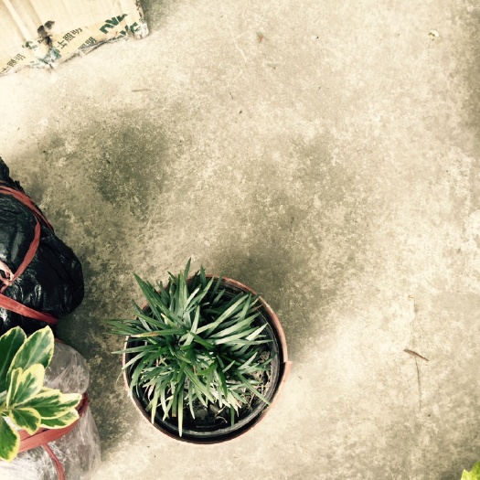 成都玉龙草