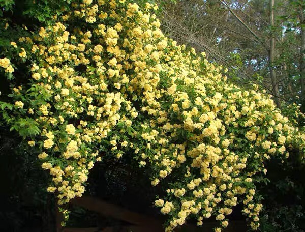 黄色木香花苗爬藤植物浓香红木香花苗庭院花卉盆栽黄白色木香苗