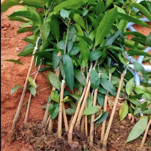 灵山县红象牙芒果苗