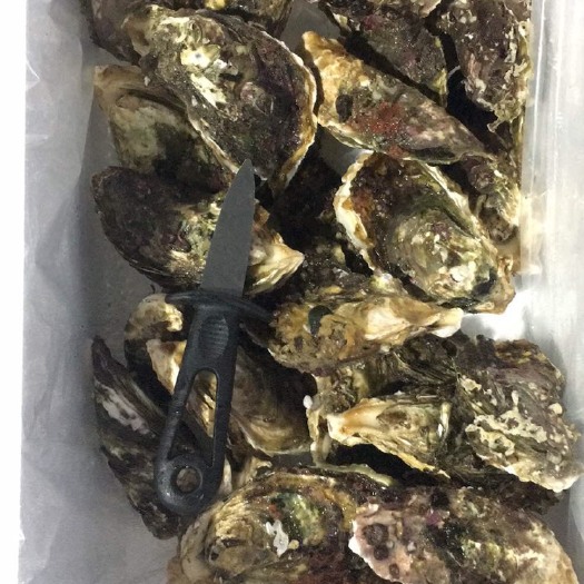 漳浦县福建生蚝 福建一口网红生蚝