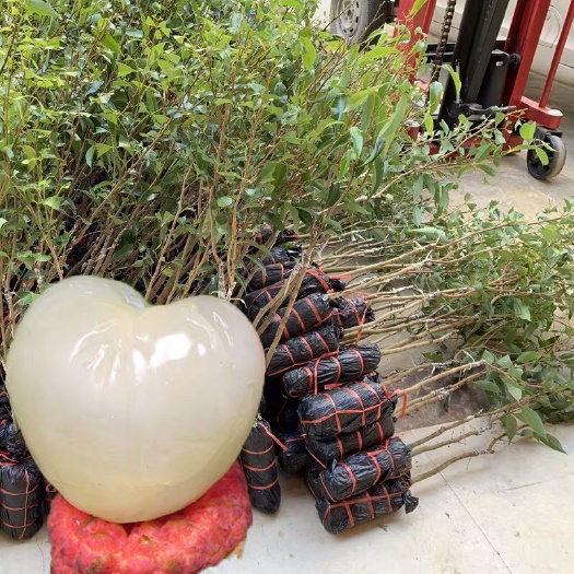 灵山县 无核桂味妃子笑荔枝苗树嫁接荔枝树大苗四季南方荔枝树苖当年结果