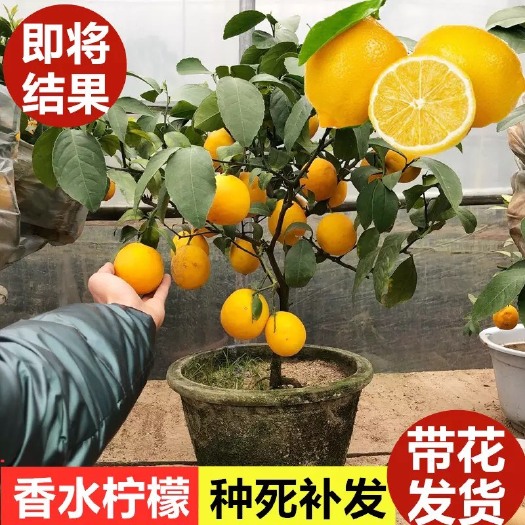灵山县柠檬苗盆栽带果柠檬果树苗南方北方种植阳台庭院当年结果柠檬树