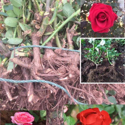 昆明月季玫瑰老桩，的品质